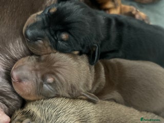 Miniature Dachshund dogs - Advert 8