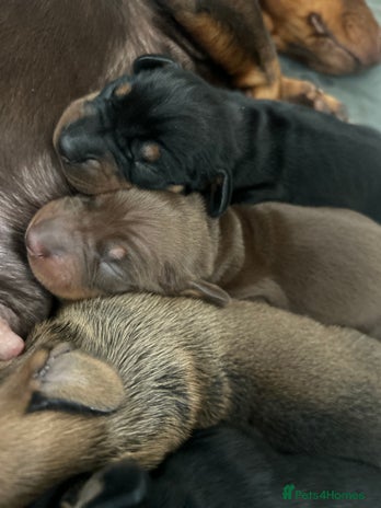 Miniature Dachshund dogs - Advert 1