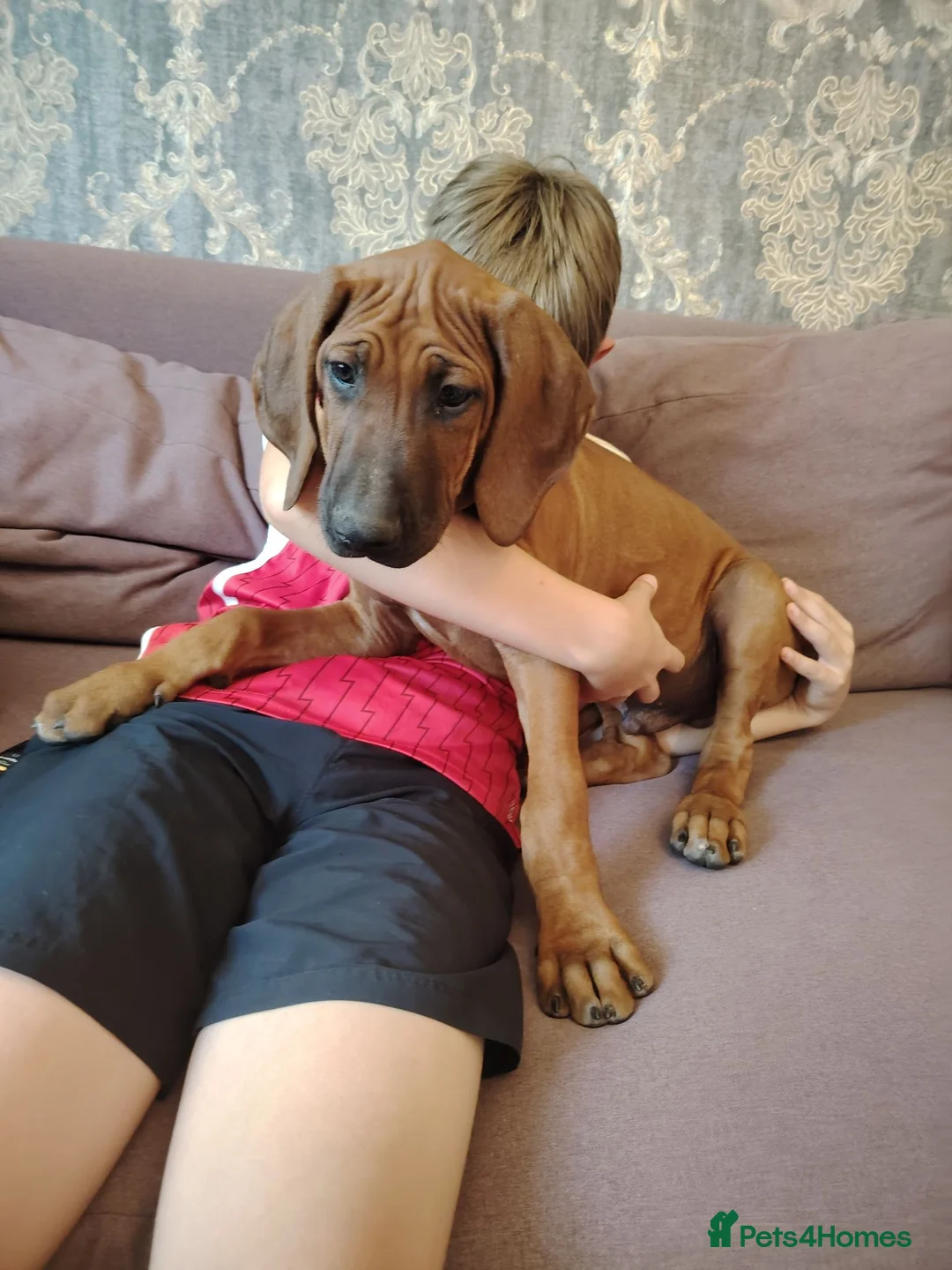 Rhodesian Ridgeback dogs for sale: Gorgeous red wheaten male puppy  - Advert 1