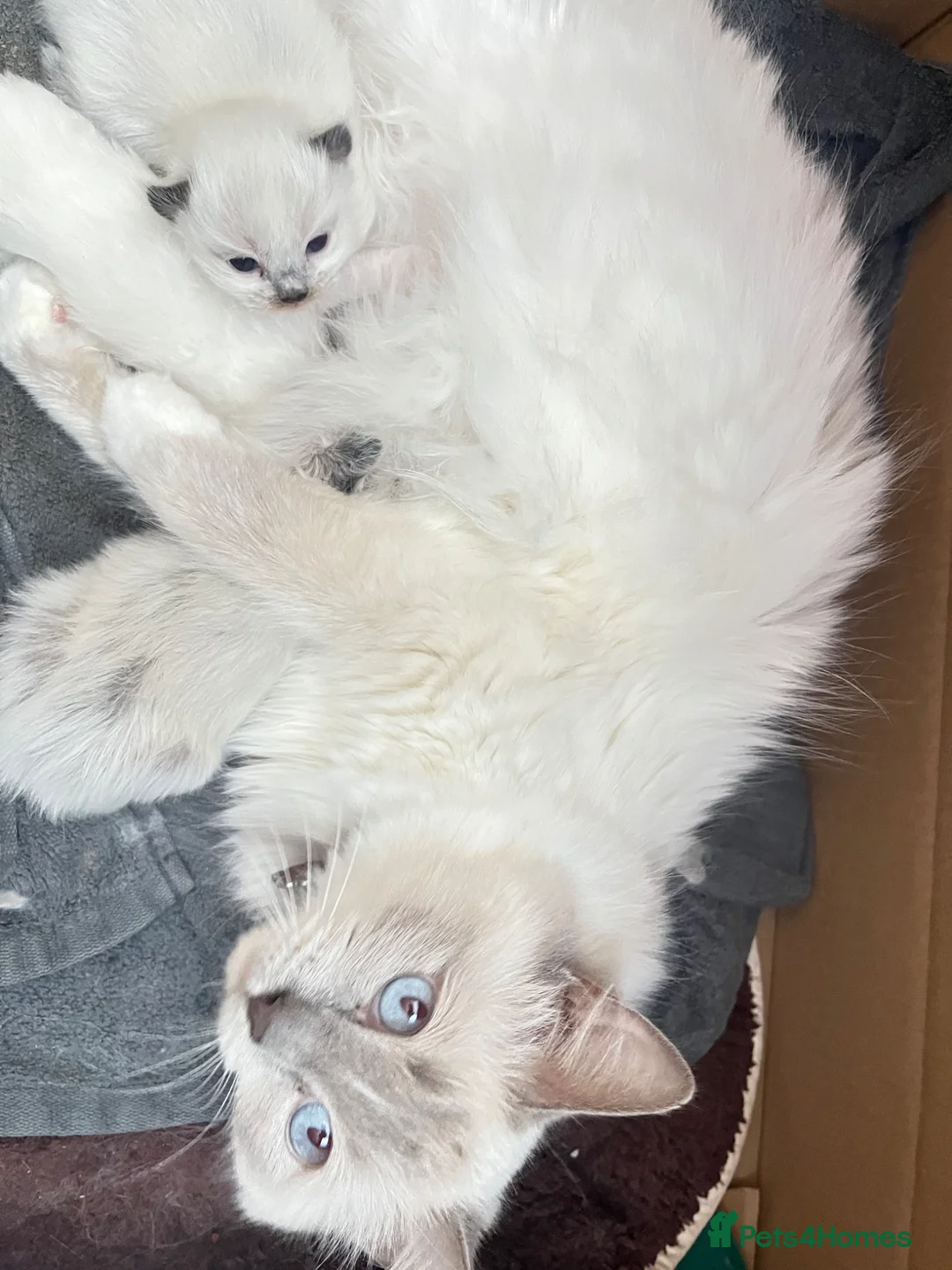 Ragdoll cats for sale: ⭐️Beautiful Ragdoll kittens for sale 🐾 in Preston - Advert 10