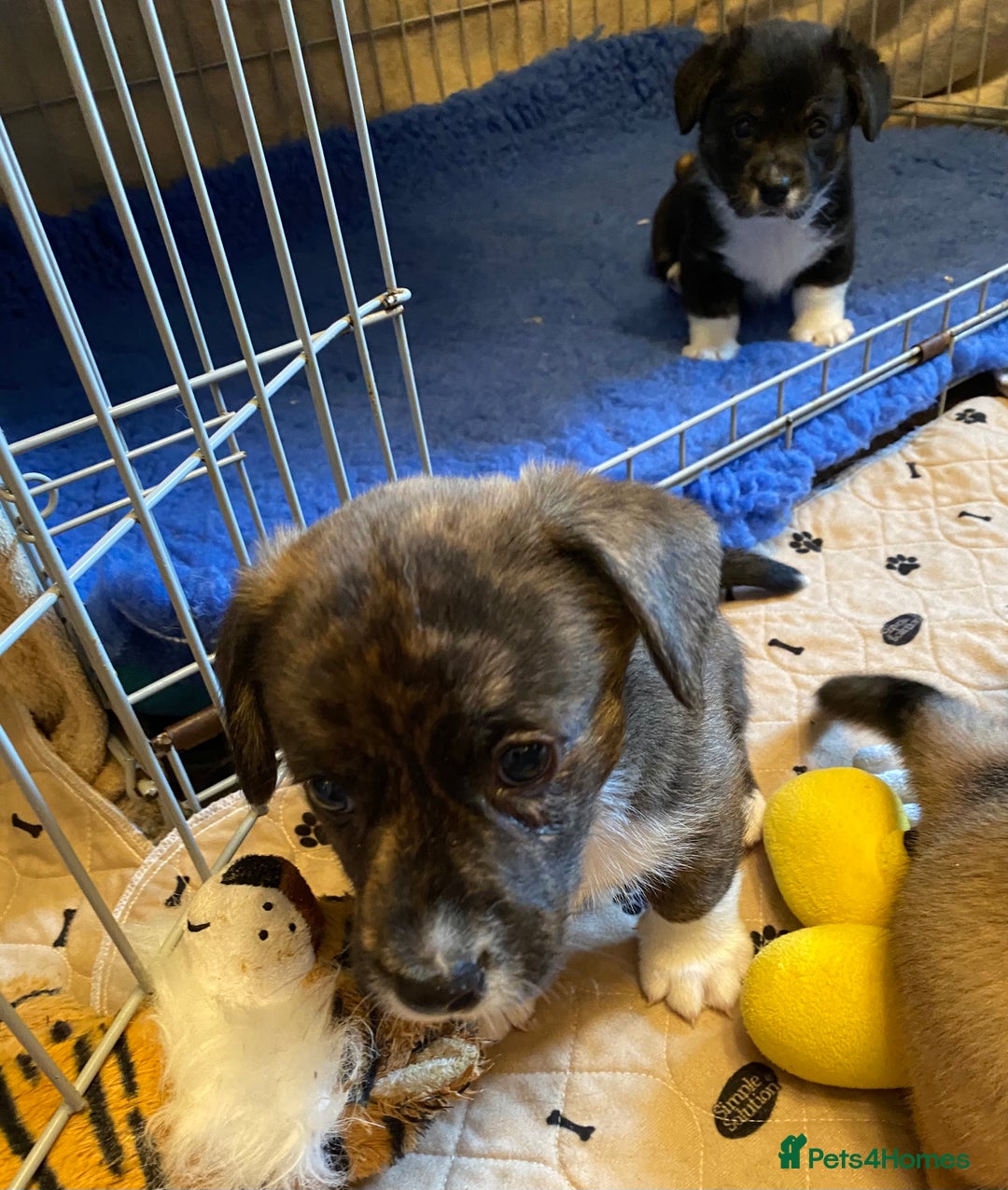 Welsh Corgi Cardigan dogs for sale: Welsh Cardigan Corgis by 5 ⭐️ Licensed Breeder - Advert 28