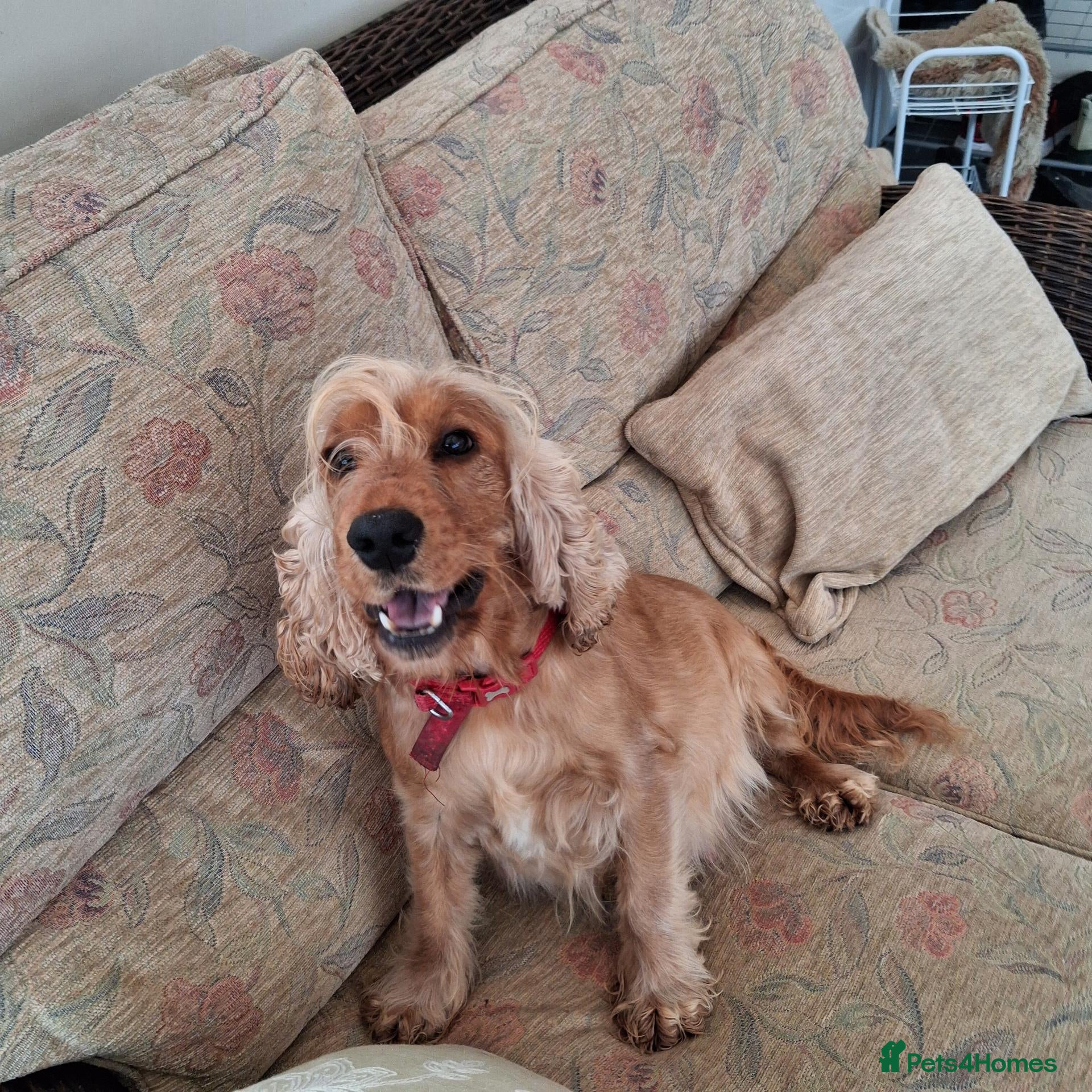 Cocker Spaniel dogs Health tested kc reg golden show cocker spaniels  - Advert 2