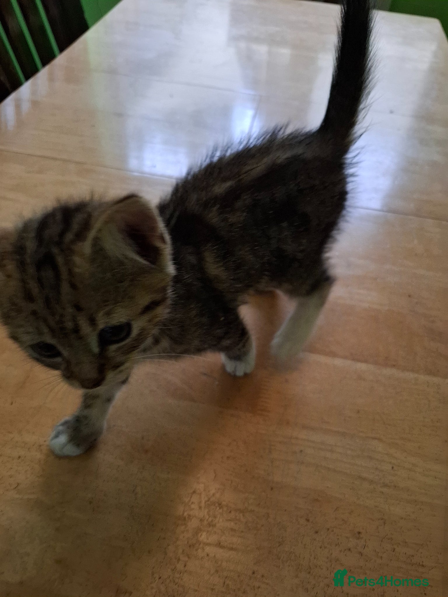 Mixed Breed cats for sale: Six 9 week old Kittens   - Advert 3