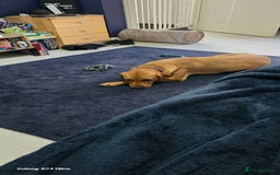 Labrador Retriever dogs for sale: Very loving, loyal fox red labrador for sale - Image 3