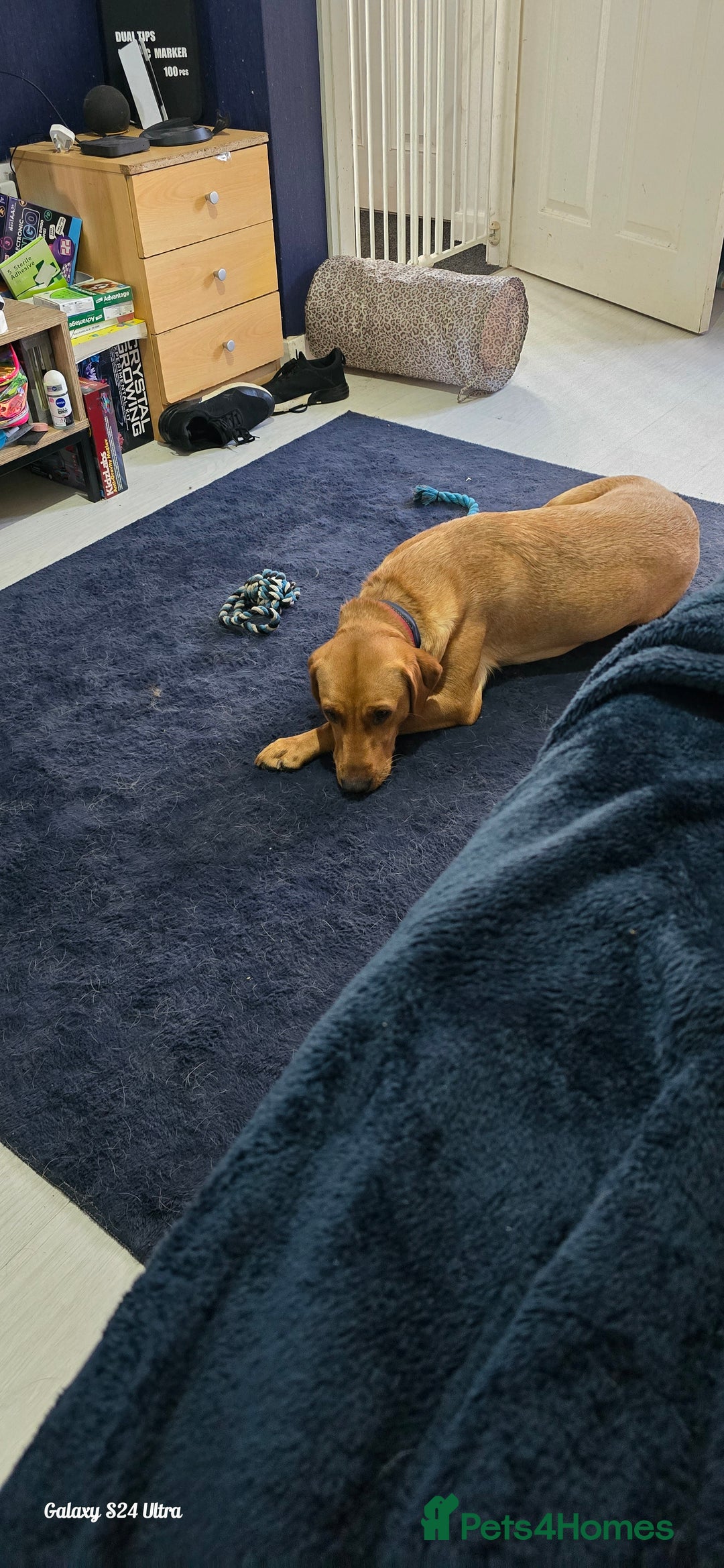 Labrador Retriever dogs for sale: Very loving, loyal fox red labrador for sale - Image 3
