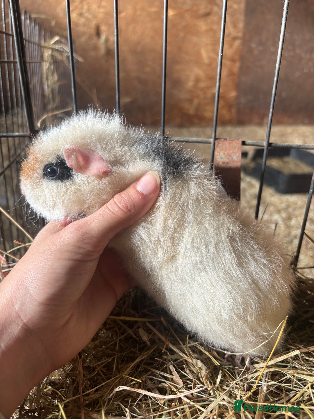 Guinea Pig rodents for sale: Beautiful Young GuineaPigs  - Image 6