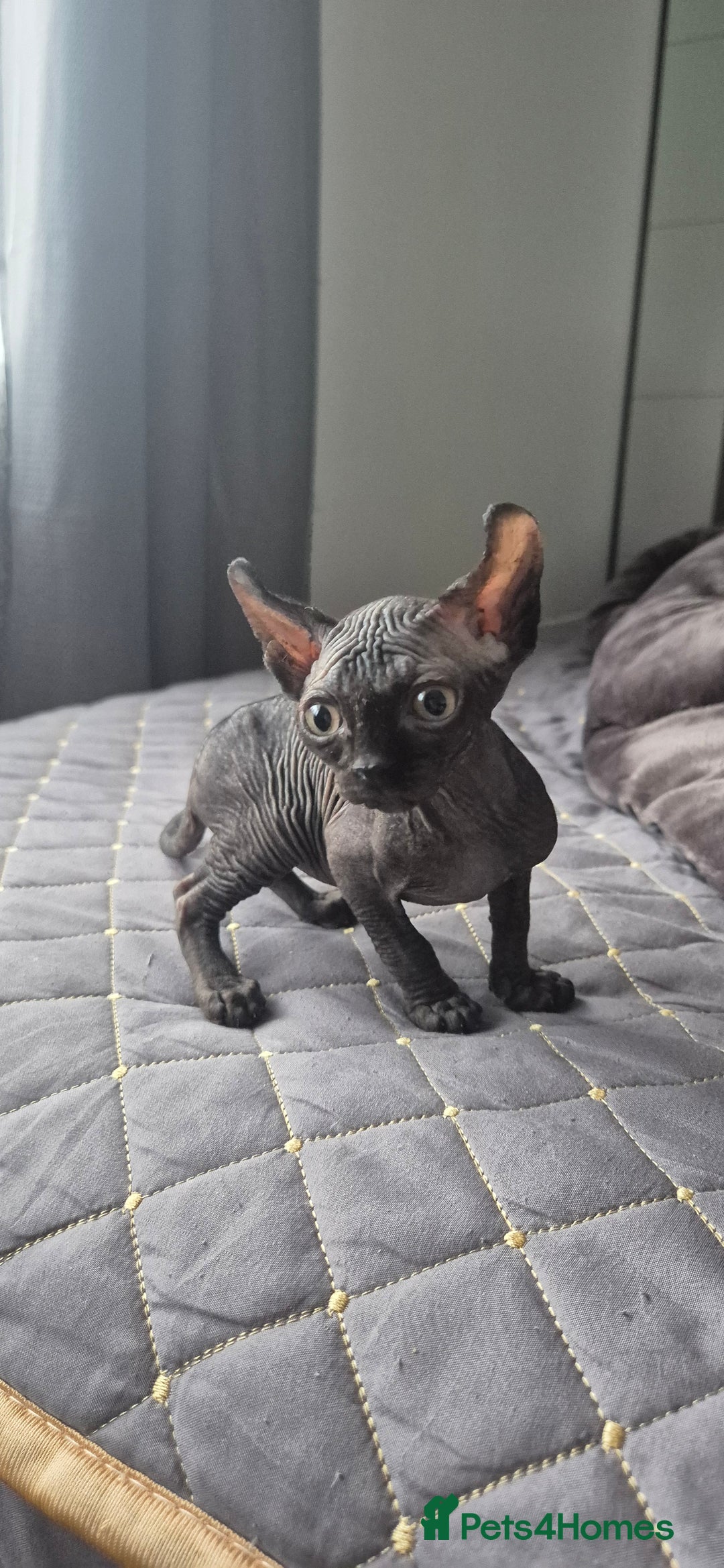 Sphynx cats for sale: Black elf and silver elf princesses - Advert 4