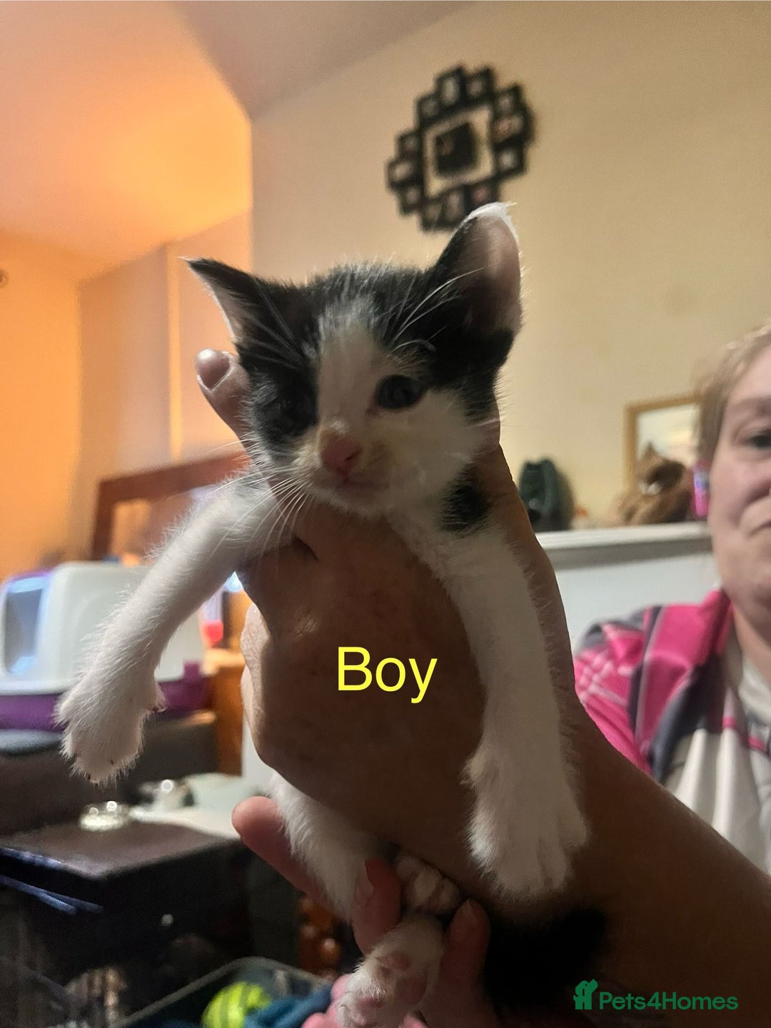 Mixed Breed cats for sale: 6 beautiful kittens for sale - Image 4