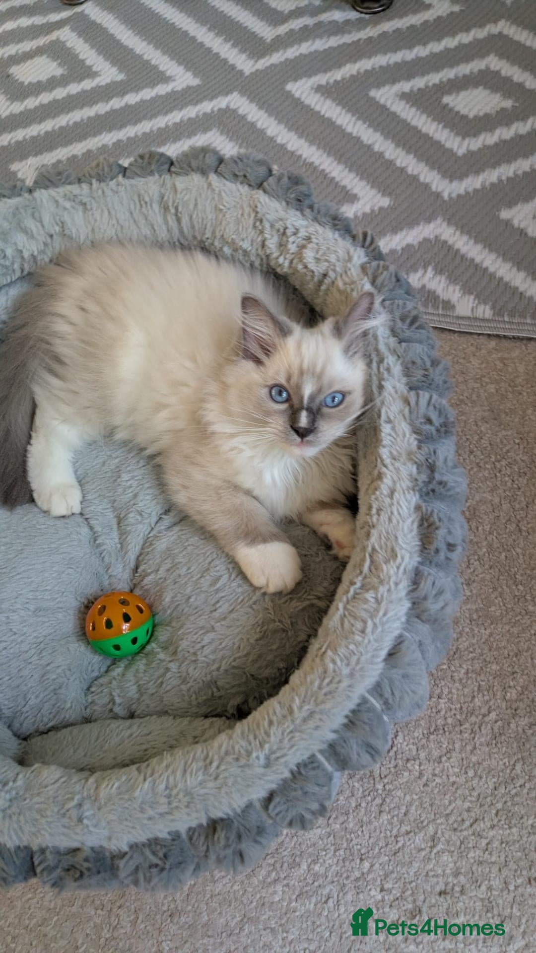 Ragdoll cats Last TICA Ragdoll Boy – Fluffy Blue Point Blaze - Advert 2