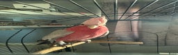 Parrots birds for sale: Galah cockatoo - Advert 2