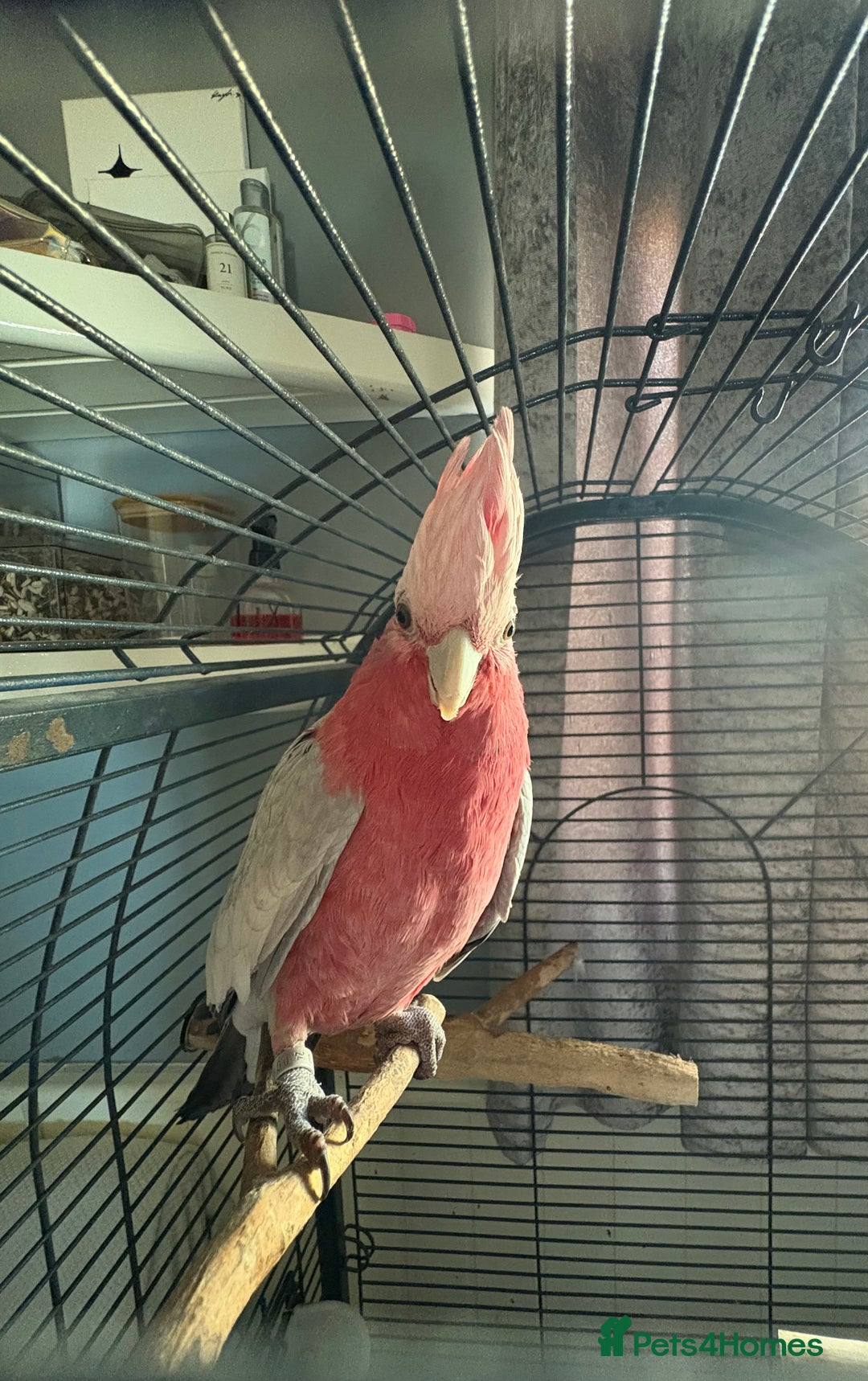 Parrots birds for sale: Galah cockatoo - Advert 2