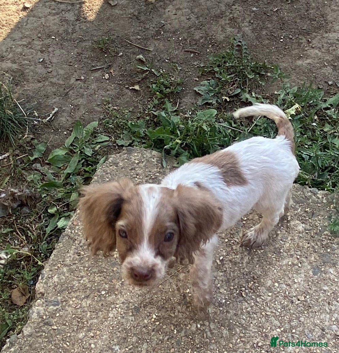 Sprocker dogs for sale: Sprocker Spaniels  - Image 5