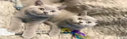 British Shorthair cats for sale: Supreme Champion Line British Shorthair Kittens - Advert 19