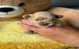 Maltipoo dogs for sale: Tiny F1 Asian Maltipoo puppies. Reserve now! - Image 9