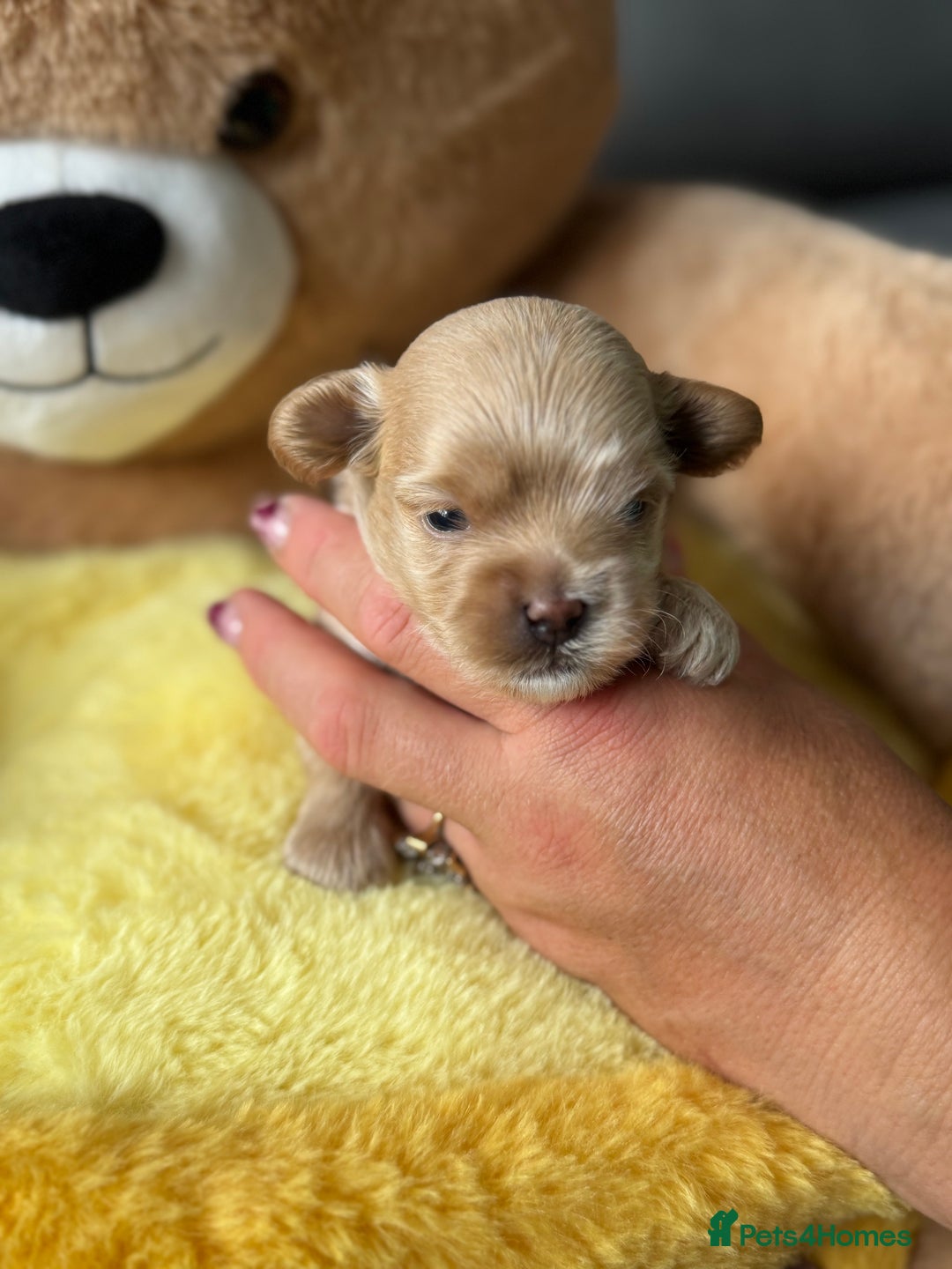 Maltipoo dogs for sale: Tiny F1 Asian Maltipoo puppies. Reserve now! - Image 9