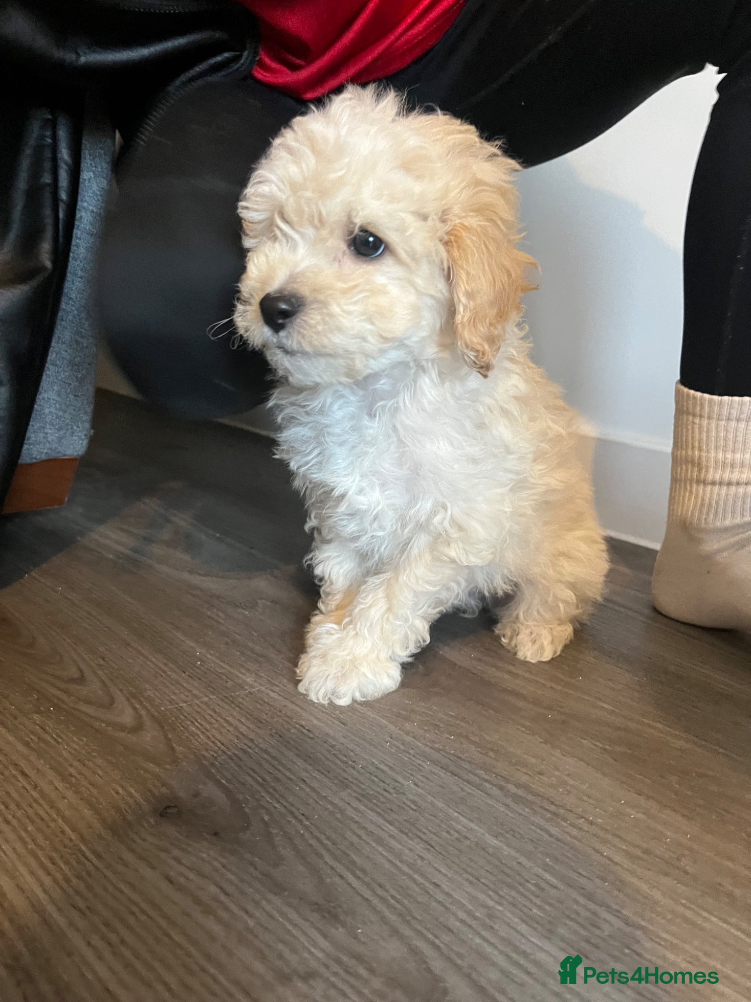 Cavapoo dogs 3 beautiful Cavopoo males 🐶 - Advert 12