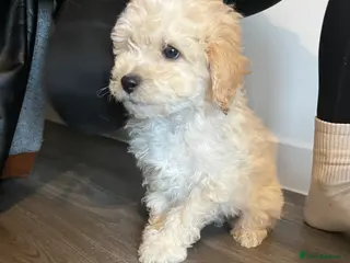 Cavapoo dogs 3 beautiful Cavopoo males 🐶 - Advert 12