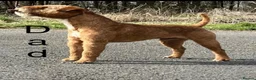 Lakeland Terrier dogs for sale: Lakeland terrier Puppys  - Advert 4