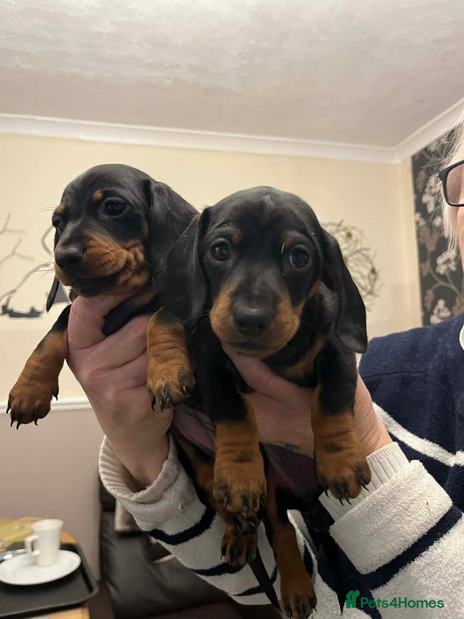 Miniature Dachshund dogs Miniature Smooth Haired Dachshunds Black & Tan  - Advert 16