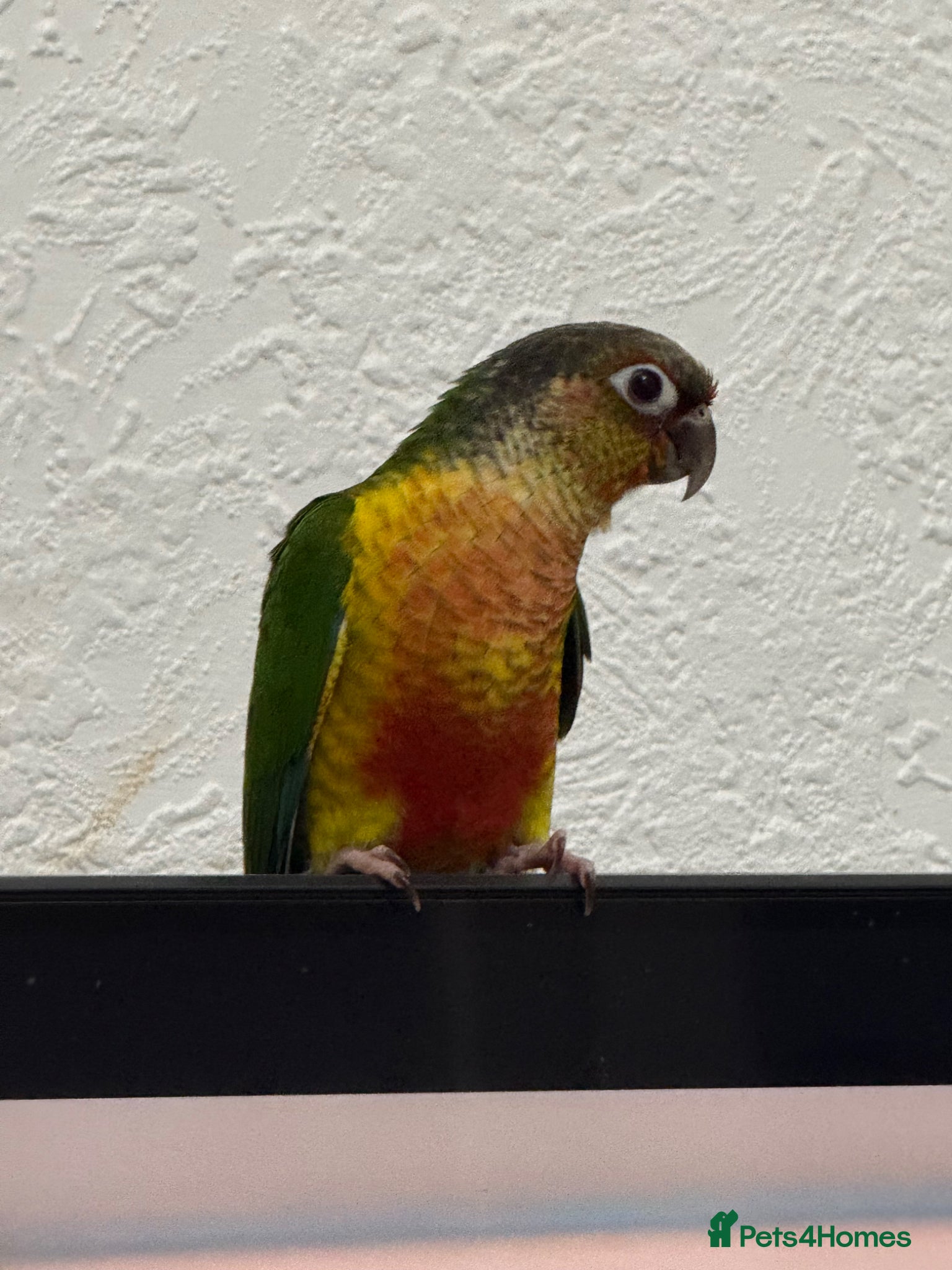 Conures birds 9 weeks old hand reared and super tamed baby  - Advert 3