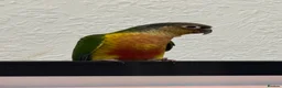 Conures birds for sale: 9 weeks old hand reared and super tamed baby  - Advert 6
