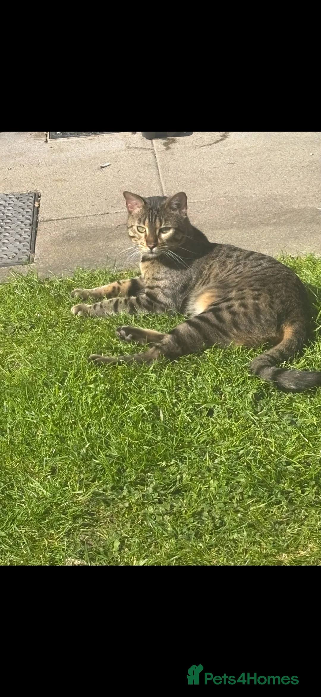 Bengal cats for sale: 2 year old male Bengal cat  - Advert 1