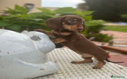 Dachshund dogs for sale: Stunning miniature dachshund pups  - Image 1