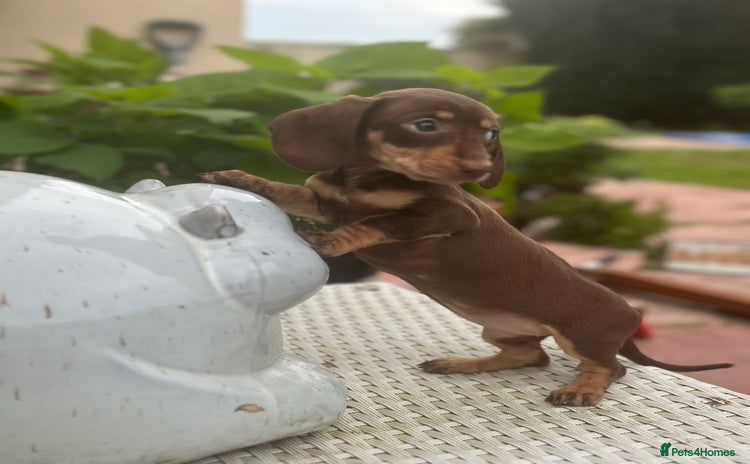 Dachshund dogs - Advert 10