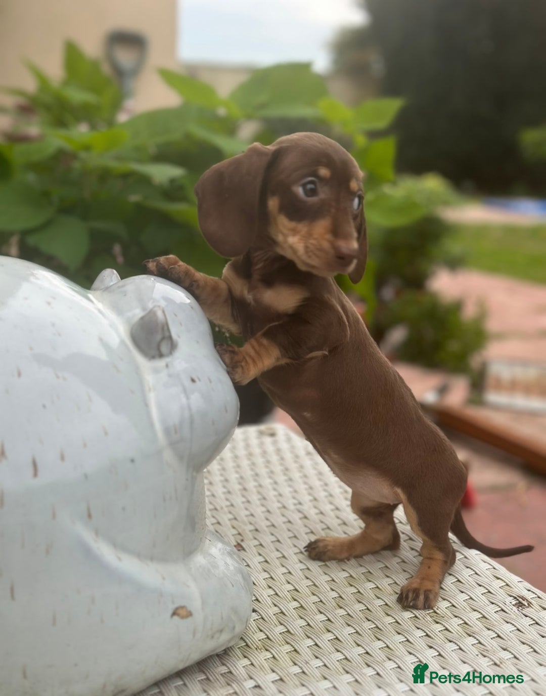 Dachshund dogs for sale: Stunning miniature dachshund pups  - Image 1