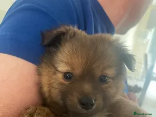 German Spitz dogs German spritz puppies - Advert 2