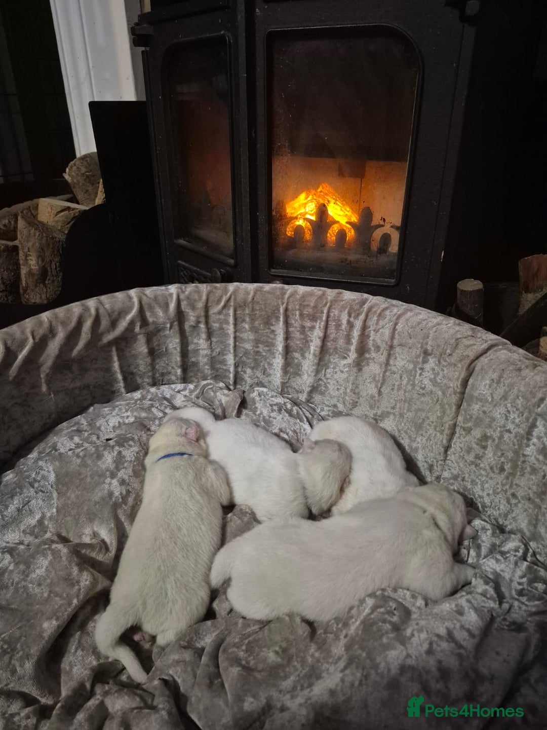 Samoyed dogs for sale: 4 Beautiful Pure Samoyeds ❤️ - Advert 4