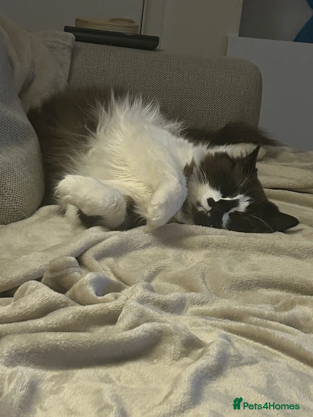 Ragdoll cats for sale: Ragdolls  in Derby - Advert 7