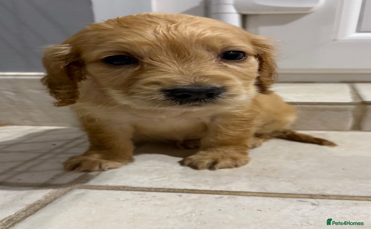 Cocker Spaniel dogs for sale - Advert 1