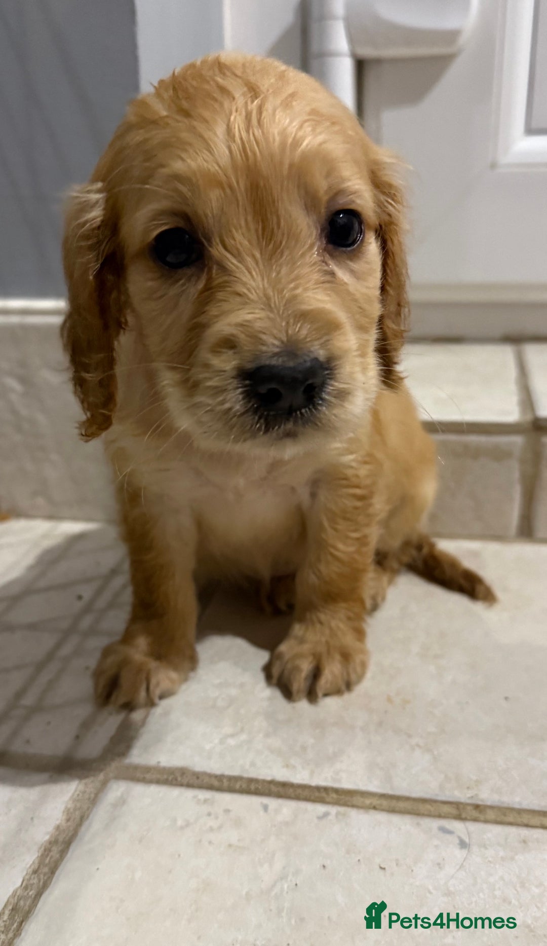Cocker Spaniel dogs for sale: Cocker spaniel puppies for sale  - Image 1