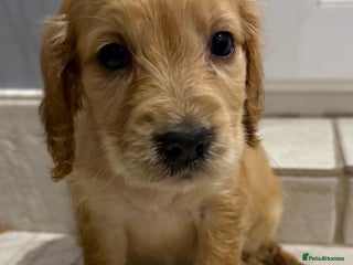 Cocker Spaniel dogs - Advert 15