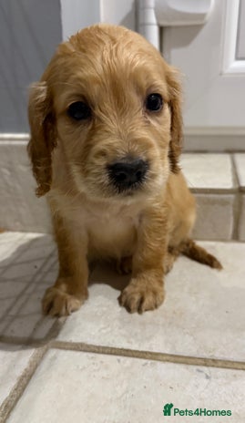 Cocker Spaniel dogs - Advert 10