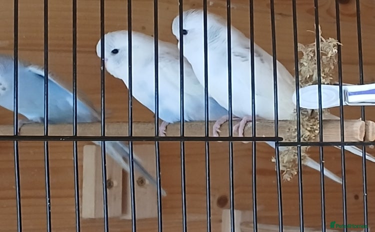 Budgerigars birds - Advert 4