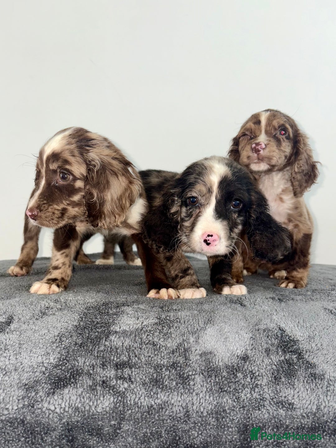 Cocker Spaniel dogs for sale: Cocker spaniel puppies  - Image 9