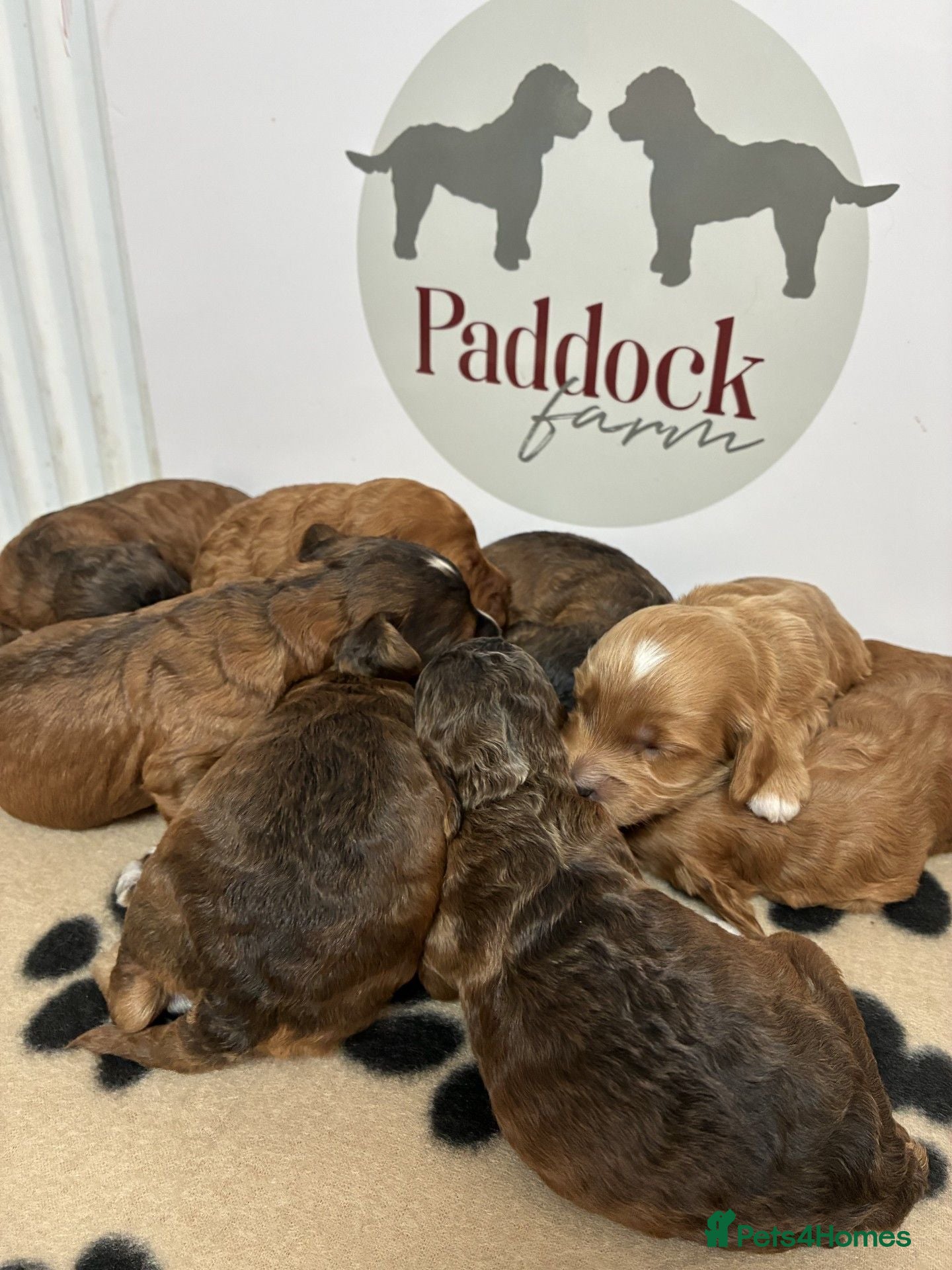 Cavapoo dogs 🌟 Superb sable cavapoo puppies 🌟 - Advert 2