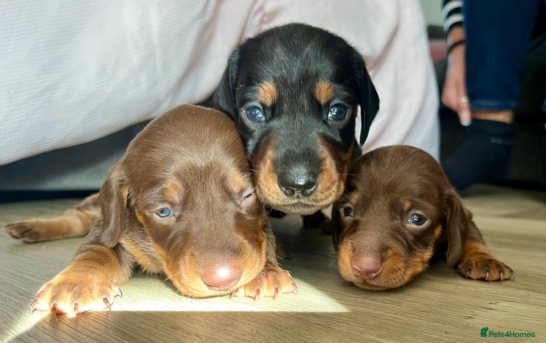 Miniature Dachshund dogs for sale: TWO LEFT KC REG Miniature Dachshunds! PEDIGREE - Advert 1