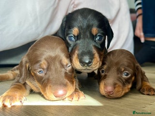 Miniature Dachshund dogs - Advert 19