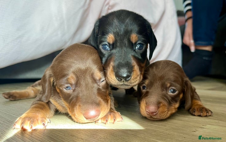 Miniature Dachshund dogs - Advert 4
