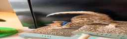 Bengal cats for sale: 🐾 Purebred Bengal Kittens for Sale 🐾 - Advert 6