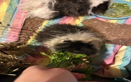 Guinea Pig rodents for sale: 2 Guinea pigs sisters  - Image 2