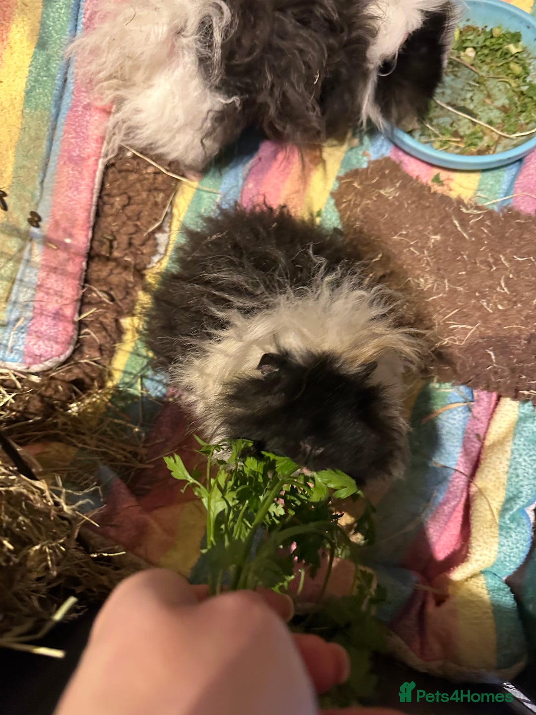 Guinea Pig rodents for sale: 2 Guinea pigs sisters  - Image 2