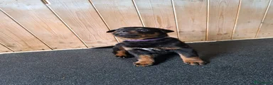 Rottweiler 3