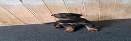 Rottweiler dogs for sale: 1 girl and 2 boy rottweiler  in Falmouth - Advert 2