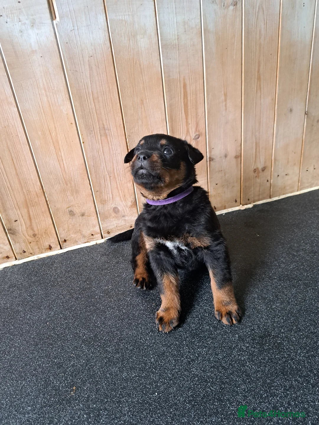 Rottweiler dogs for sale: 1 girl and 2 boy rottweiler  in Falmouth - Advert 2