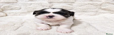 Shih Tzu 3