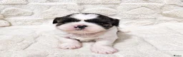 Shih Tzu dogs for sale:  Shih Tzu Puppies – 4 Available in Birmingham - Advert 5